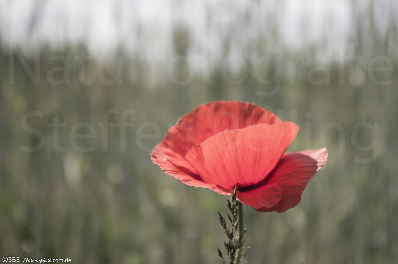 _IGP2848